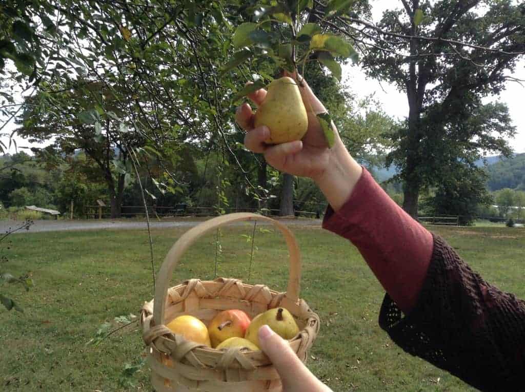 Picking Pears This Fall