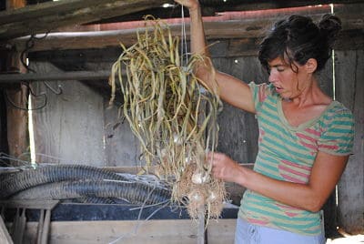 On a Farm Tour of First Blossom Farm, Veronica Sotolongo showed us how she cured garlic.