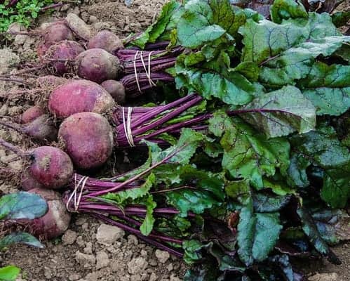 Locally grown beets
