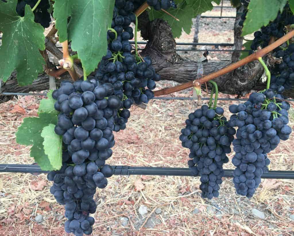 Grapes make Napa Valley Wine
